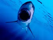 Great white sharks 'already swimming in UK waters', expert claims