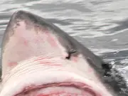 Great whites 'already lurking off UK beaches' as oceans warm
