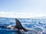 Greenland 'sleeper' sharks have haunted UK waters for 400 years