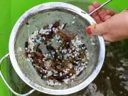 Greens demand probe into North Tyneside nurdle spill response