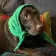 Greg James misses Radio 1 show after beloved dog Barney dies