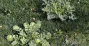 Grow 3 Plants to Naturally Banish Garden Weeds