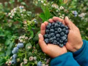 Grow blueberries at home for just £1.29 – and it couldn't be easier