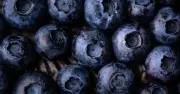 Grow endless blueberries for free with £1.29 method