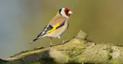 Grow Sunflowers to Keep Goldfinches Returning to Your Garden