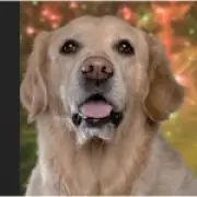 Guide Dogs launches fireworks desensitisation video for anxious dogs