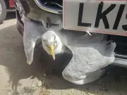 Gull trapped in car grille rescued in County Durham