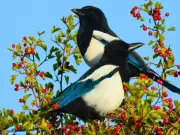 Hang old CDs in your garden to stop magpies scaring off birds