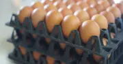 Health Chiefs Urged to Reveal Imported Eggs Source in Salmonella Outbreak