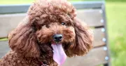 Heatstroke in dogs: Key sign to check your dog's gums