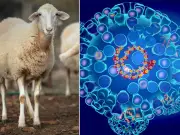 Heatwave Fuels Deadly Bluetongue Outbreak in Sheep