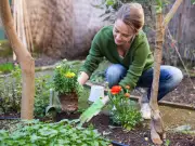 Heatwave plant care: 5 essential tasks from florist expert