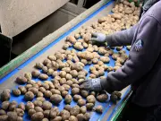 Heatwave shrinks UK potato crops, threatening shorter chips