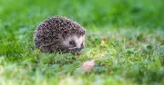 Hedgehogs return to your garden if you leave out 2 common food items