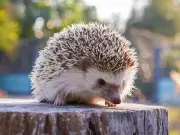 Hedgehogs will keep visiting garden if 1 item is placed outdoors in September
