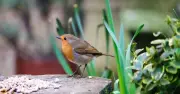 Help robins and blackbirds in summer with expert's 5-minute care tip