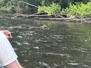 Historic first sighting of Scots wildcat swimming caught on camera