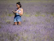 Hitchin Lavender Farm: Last Days to Visit Before August 15 Closure