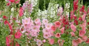 Hollyhocks achieve continuous flowers if one task is done before September