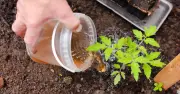 Homemade Comfrey Tea Fertiliser for Sweeter Tomatoes