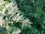 Homeowners Urged to Check Gardens for Invasive Plant Before Monday