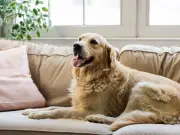 Hoover HF6 cordless vacuum £129 praised as 'as good as a Dyson' for pet hair