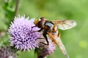 Hornet Lookalike Turns Out to Be Harmless Hoverfly
