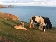 Horses removed from Rhossili Common after grazing dispute with National Trust