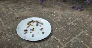 Households urged to put a plate of wet pebbles in gardens this August