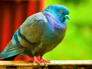 Households urged to put tin foil in garden to ward off pigeons