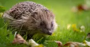 How to attract hedgehogs to your garden this summer