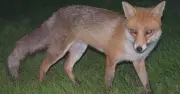 How to Humane Fox Deterrents for Your Garden