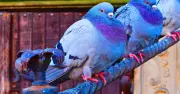 How to Keep Pigeons Out of Your Garden with Tin Foil