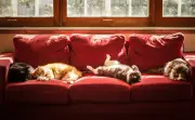 How to keep your outdoor cat happy indoors