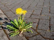 How to Kill Weeds Naturally Without Harmful Chemicals