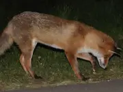 How to live with foxes in your garden while protecting plants