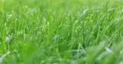 How to revive a brown lawn after a dry summer