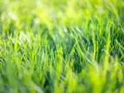 How to revive a drought-damaged lawn this autumn