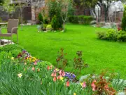 How to revive your lawn after the heatwave – and mistakes to avoid