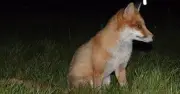How to store bins to stop foxes getting into your rubbish