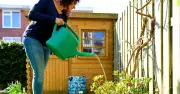 How to water your garden during a hosepipe ban: expert tips