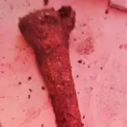 Human bones found under patio were Anglo-Saxon, not dead pet