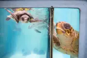 Hundreds of stranded sea turtles rescued in Cape Cod