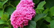 Hydrangeas bloom better in August with seaweed fertiliser