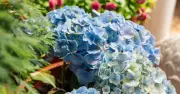 Hydrangeas thrive in hosepipe ban with 1 simple item