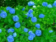 Hydrangeas Thrive with Seaweed Watering Before September