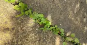 I Banish Patio Weeds With 2 Kitchen Items Everyone Has — Clear Winner
