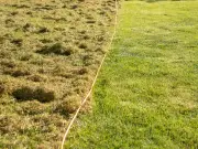 I cleared moss and weeds from my lawn in 3 hours using Monty Don's tip