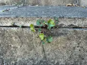 I killed patio weeds using a 90p natural item — it's not vinegar or salt