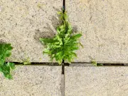 I Tested Two Natural Weed Killers on My Patio: Vinegar Spray Beats Boiling Water